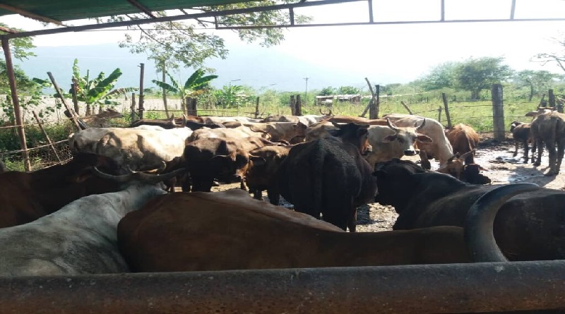 Familias comuneras impulsan cultivo de alimentos y cría de animales en Yaracuy
