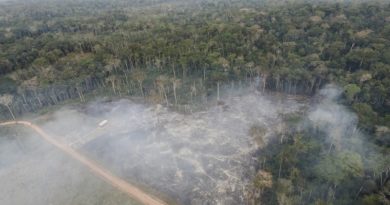 Cayó a la mitad área bajo alerta de deforestación en la Amazonía brasileña