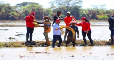 Guárico prevé cosechar más de 43 mil hectáreas de arroz en el ciclo Norte Verano 2024