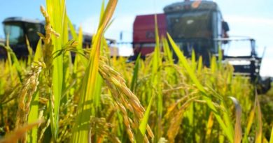 Calabozo impulsa la producción de arroz en Guárico