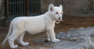 Autoridades verifican evolución de dos leones blancos en Zoológico Las Delicias