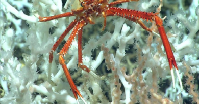 Descubren el arrecife de coral “profundo” más grande del mundo en el Atlántico