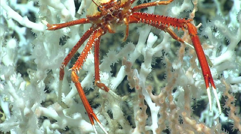 Descubren el arrecife de coral “profundo” más grande del mundo en el Atlántico