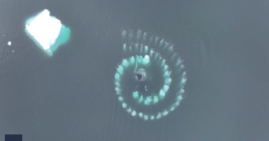 Fotógrafo capta a ballenas formar un espiral Fibonacci en Antártida