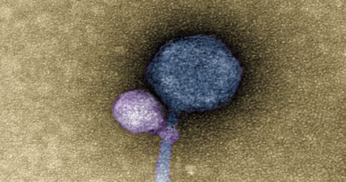 Estudian “virus vampiros” para interferir bacterias resistentes a los antibióticos