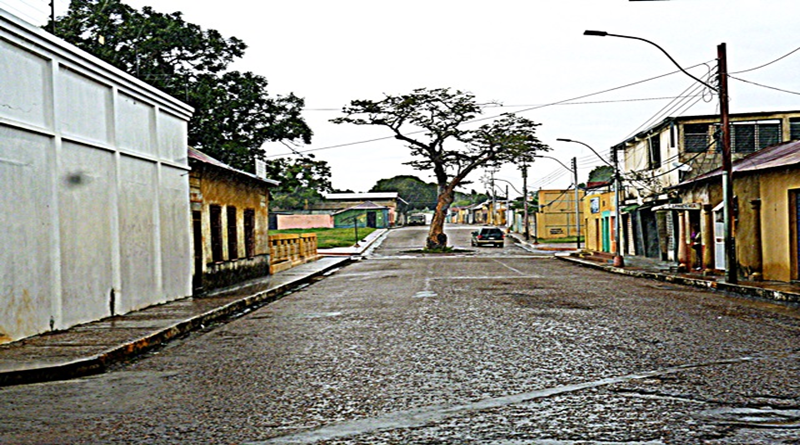 Autoridades de Caicara determinan destino de su histórico árbol de aceite