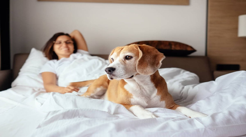 Dormir con mascotas mejora la presión arterial y profunduiza el descanso