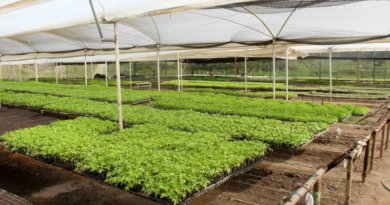 Pueblo de Cumanacoa impulsa procesos de cultivo con invernaderos controlados