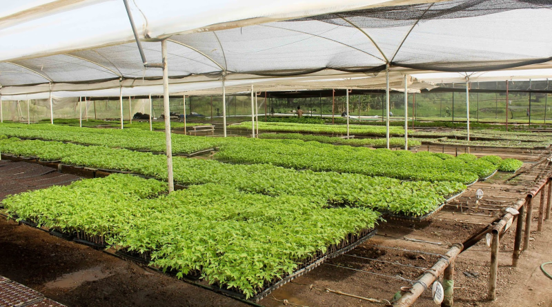 Pueblo de Cumanacoa impulsa procesos de cultivo con invernaderos controlados