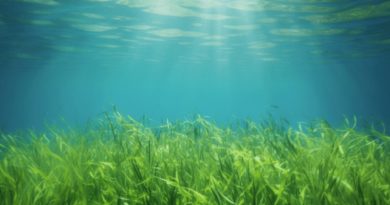 Destacan potencial ecosostenible de las algas