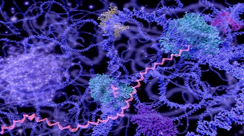 Investigadores estudian el mestizaje a partir de la genética