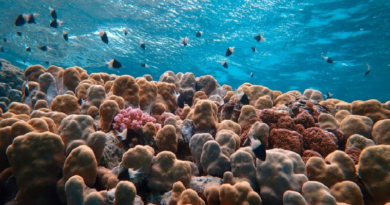 Revelan que arrecifes de coral son un 25% más grandes de lo que se creía