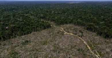Estiman que la Amazonia podría colapsar y desaparecer en 2050