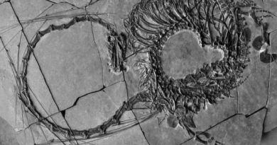 Reconstruyen restos de dinosaurio similar a un “mítico dragón chino”
