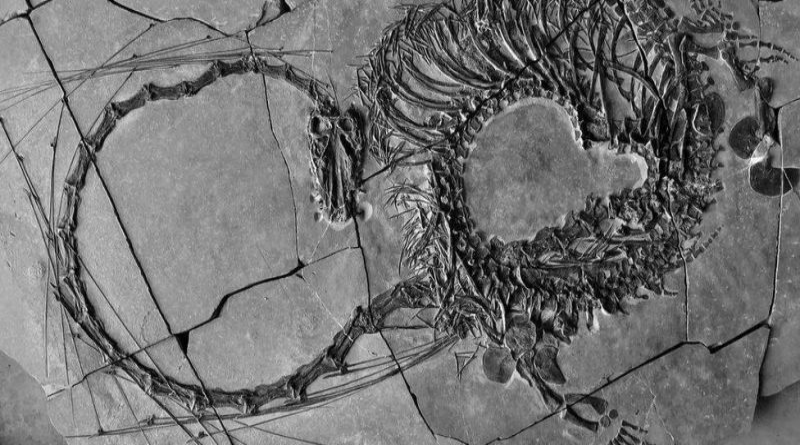 Reconstruyen restos de dinosaurio similar a un “mítico dragón chino”