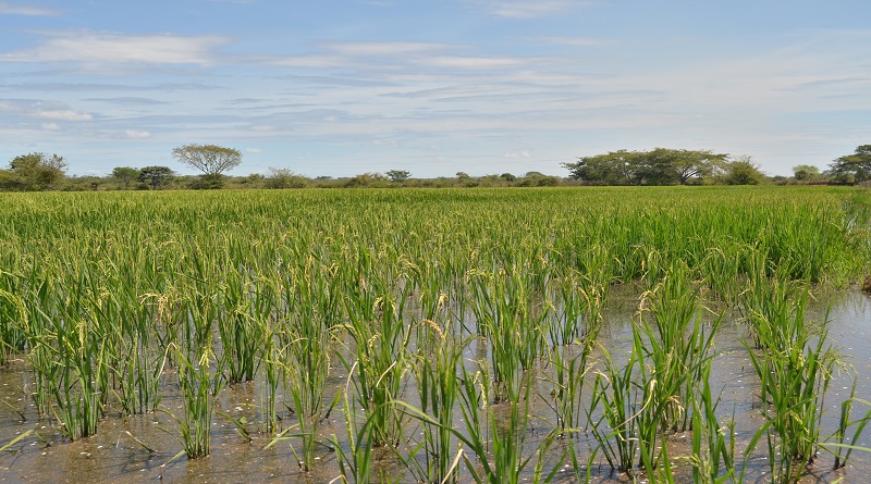 Guárico estima romper récord de producción en el país con 55 mil hectáreas sembradas
