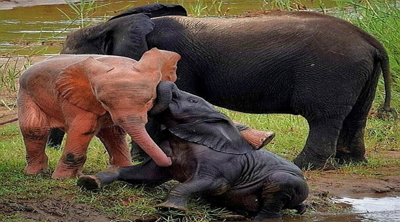 Descubren un elefante rosado en parque natural de Sudáfrica