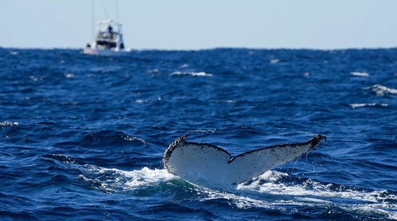 Alertan que una de cada cinco especies migratorias está en peligro de extinción