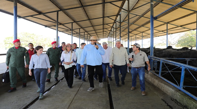 Guárico alcanza récord histórico: 43 mil hectáreas de arroz en siembra norte verano