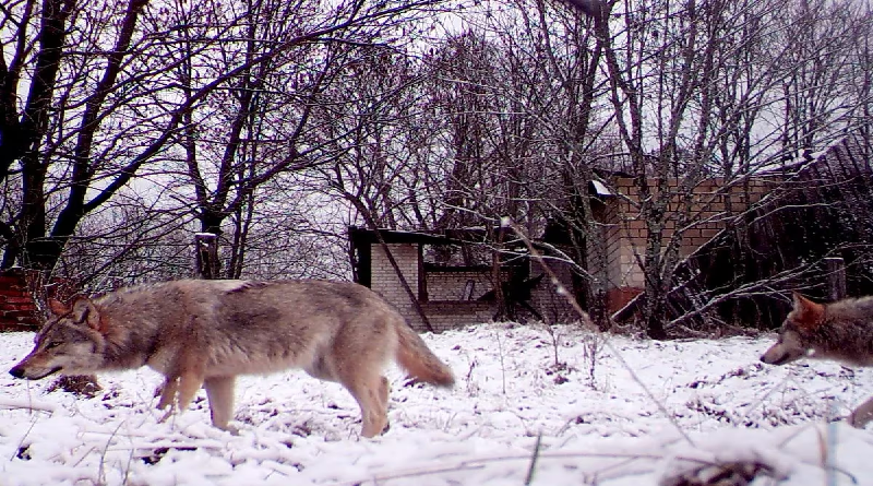 Lobos mutantes desarrollan genomas resistentes al cáncer