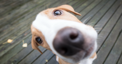 Tamaño de la nariz podría determinar tiempo de vida de los perros