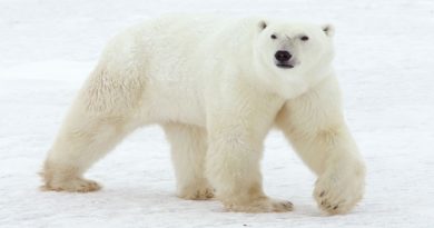 Estudio revela que los osos polares pierden peso en veranos más largos