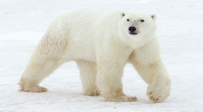 Estudio revela que los osos polares pierden peso en veranos más largos