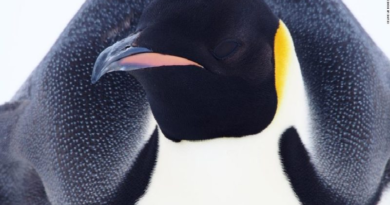 Identifican cuatro nuevos sitios de cría de pingüinos emperador