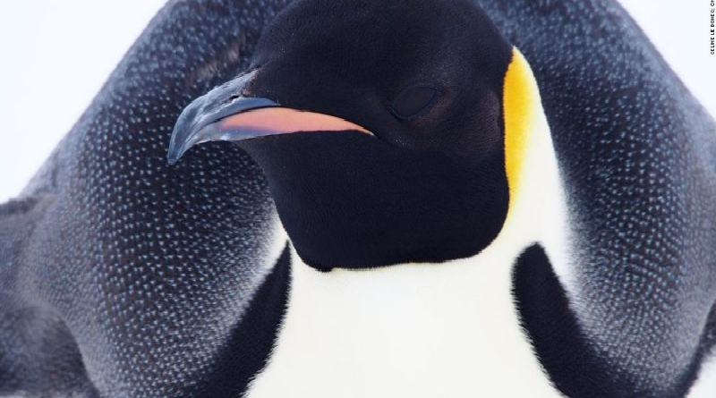 Identifican cuatro nuevos sitios de cría de pingüinos emperador