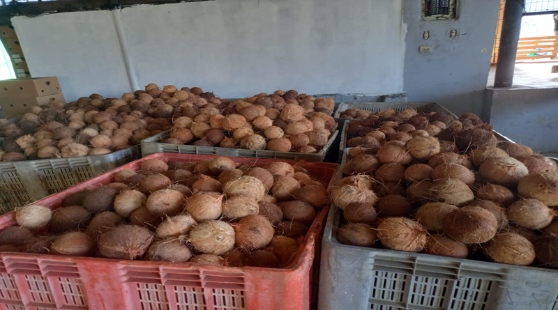 Venezuela exporta 30 toneladas de coco a Colombia