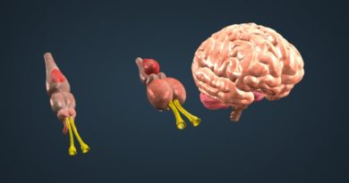 Antiguos fueron clave en evolución del cerebro de vertebrados