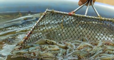 Planta Impromar proyecta producir 100 mil toneladas de camarones en Zulia