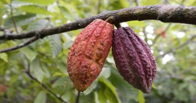Dictan Diplomado “Cacao con Aroma de Mujer” en el estado Miranda