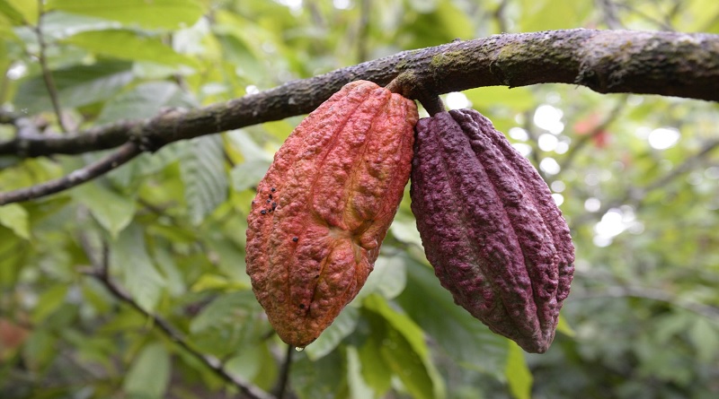 Dictan Diplomado “Cacao con Aroma de Mujer” en el estado Miranda