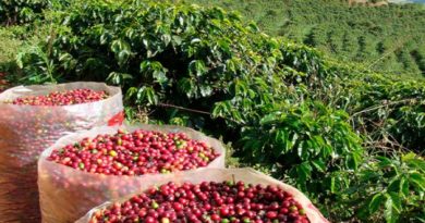 Anuncian convocatoria a caficultores y caficultoras para el Eicev 2024