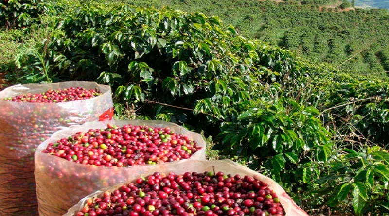 Anuncian convocatoria a caficultores y caficultoras para el Eicev 2024