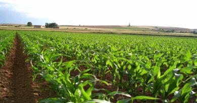 Impulsan Plan Integral de Renovación Agrícola en Yaracuy