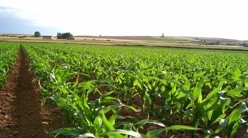 Impulsan Plan Integral de Renovación Agrícola en Yaracuy