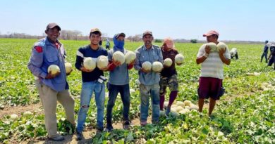 Guárico aporta el 36% de la producción de melón en Venezuela