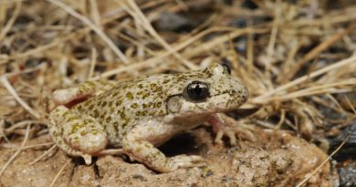 Científicos controlan enfermedad que amenaza poblaciones de anfibios en el mundo