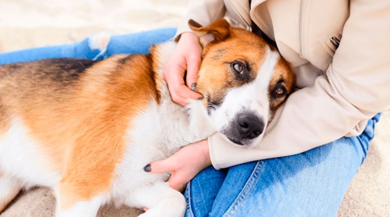 Proponen establecer pena de ocho años a personas que agredan a animales