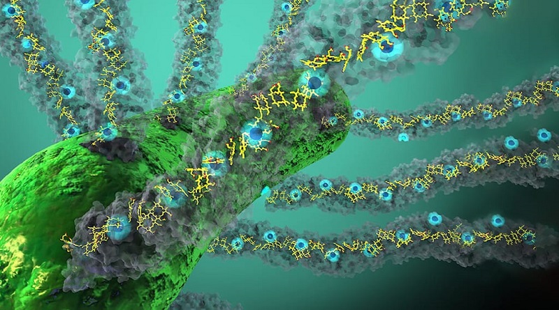 Científicos descubren una proteína capaz de generar una red eléctrica bajo tierra
