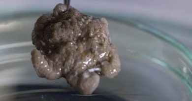 Descubren criatura misteriosa entre 100 potenciales nuevas especies en el océano