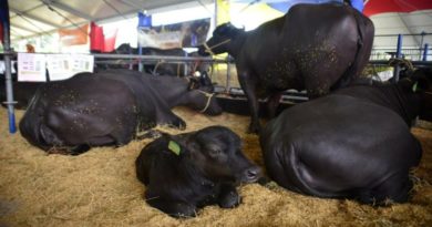 Promoverán turismo y proyectos agrícolas en Feria Agroturística Anzoátegui 2024