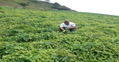 INSAI verifica el cumplimiento de las normas fitosanitarias en plantas de café en el Táchira