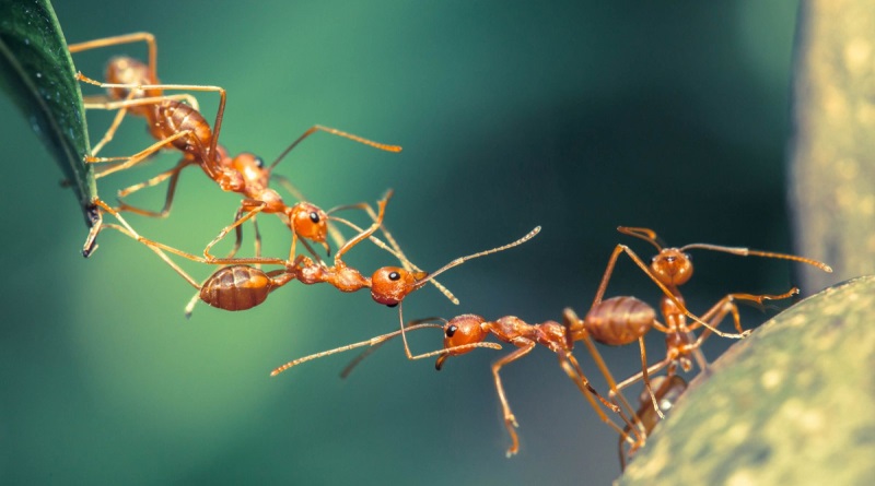 ¿Cómo encuentran el camino de vuelta a casa las hormigas del desierto?