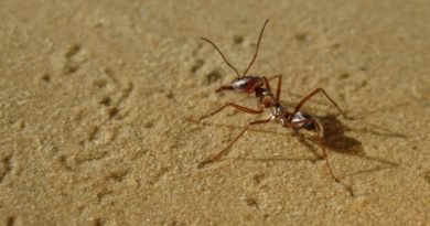 ¿Cómo encuentran el camino de vuelta a casa las hormigas del desierto?