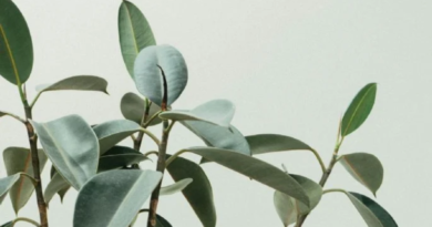 Conozca los beneficios de usar laurel para la salud