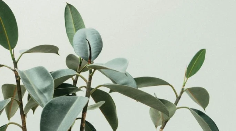 Conozca los beneficios de usar laurel para la salud