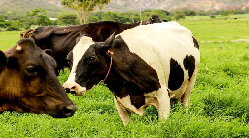 Crean vaca genéticamente modificada que produce “insulina humana” en su leche
